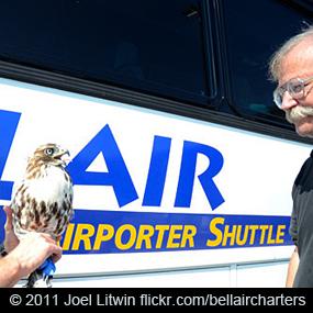 The hawk and the bus