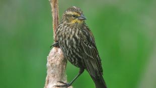 Female Red-winged Blackbird