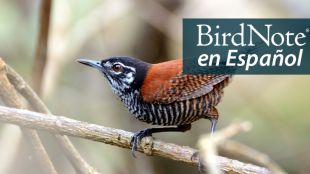 A Bay Wren perches on a twig with tail cocked