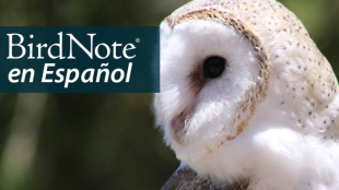A Barn Owl looks to the left. "BirdNote en Español" appears in the upper left corner.