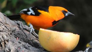 Altamira Oriole at a feeding station, perched next to a sliced orange