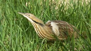 American Bittern