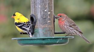Two birds perched at a bird feeder — a yellow and black American Goldfinch on the left, and a House Finch on the right, displaying its brownish grey plumage with reddish feathers on its throat and breast.