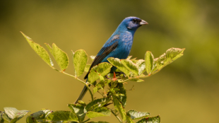 A male Indigo Bunting with blue feathers perches on top of a shrub in bright sunlight