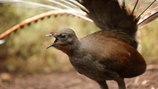 A Superb Lyrebird with beak open and tail spread and outstretched over the bird's body