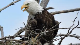 Bald Eagle sitting in its nest – the nest built of interwoven sticks