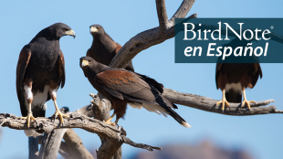 Group of four Harris's Hawks perched in tree, seen against background of hills and blue sky. "BirdNote en Español" appears in the top right corner.