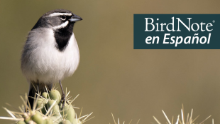 A Black-throated Sparrow is perched on top of cacti. "BirdNote en Español" appears in the top right corner.
