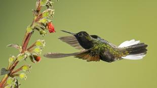 Black-bellied Hummingbird, its body horizontal and wings swept forward, hovers in place while feeding at flower blossoms