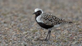 A Black-Bellied Plover shorebird stands on pebbly bare ground
