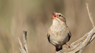 A small light-brown color sparrow sings in sunlight while perched on a dried branch