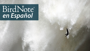 White-collared Swift flying by waterfall spray. "BirdNote en Español" appears in the top left corner