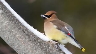 Cedar Waxwing with snow in its beak, as it perches on a snowy wide branch 