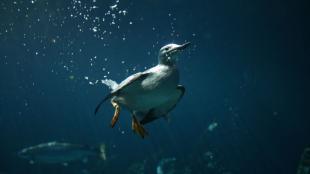 Common Murre swimming underwater
