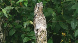 Common Potoo blends into snag