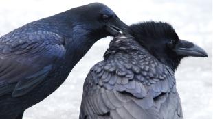 Common Ravens allopreening