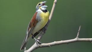 A songbird with brown wings, yellow breast and short pointed beak sings while sitting on a branch.
