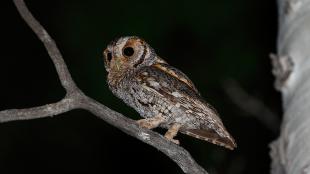 Flammulated Owl perched in tree at night