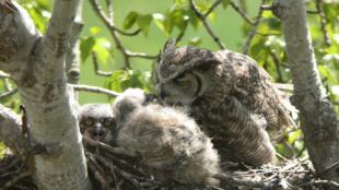 Great Horned Owl at nest with chicks