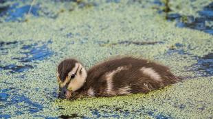 Gadwall duckling swimming and "dabbling" its beak into the water