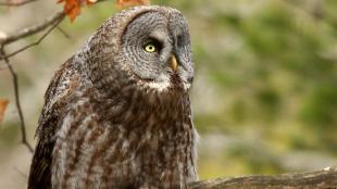 Great Gray Owl sitting on a branch 