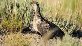 Great Sage-Grouse