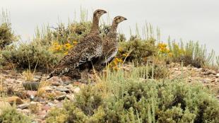 Great Sage-Grouse