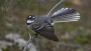 Grey Fantail showing its black, white and grey plumage and spread out tail