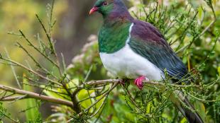 A brightly colored pigeon perches in greenery, its iridescent plumage of green, purple and blue set off by white belly