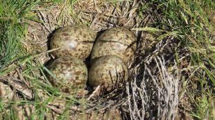 Long-billed Curlew nest and eggs