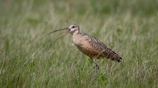 Long-billed Curlew standing in a grassy field