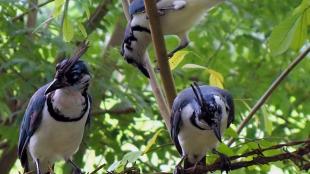 Three Magpie Jays in a tree