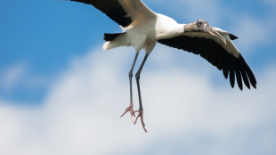 Behind a blue sky with white clouds, a wood stork soars
