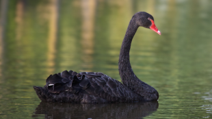 Black Swan in water