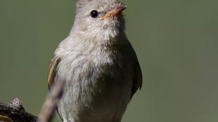 Northern Beardless Tryannulet perched on a branch