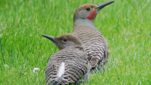 Northern Flicker adult and fledgling