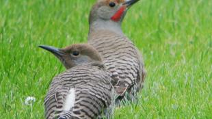 Northern Flicker and fledgling
