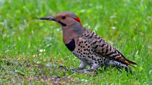 Northern Flicker standing on grassy area while eating ants