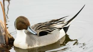 Northern Pintail breeds in North American wetlands