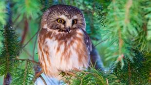 Tiny Northern Saw-whet Owl facing forward perched in evergreen branches