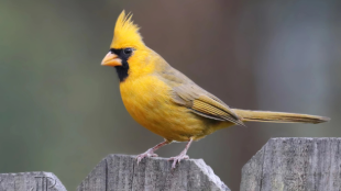 Yellow Northern Cardinal perches on gray wooden fence