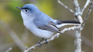 A male Blue-gray Gnatcatcher perched on a thin gray branch against a green background. 