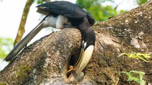 Male Oriental Pied Hornbill feeding his mate who is partially sealed inside a nest in a tree