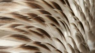 Brown Pelican feathers in close up view