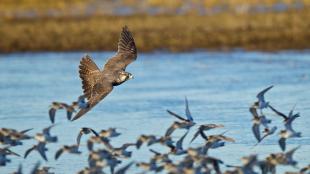 Peregrine Falcon attacking shorebirds, Samish Flats, Washington