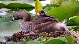 Pied-billed Grebe on nest, small striped chick on back