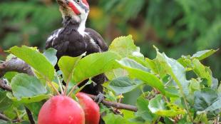 Pileated Woodpecker in an apple tree