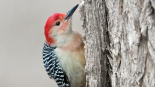 Red-bellied Woodpecker perched on the side of a tree trunk, showing its black and white patterned wings and red crest feathers