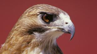Red-tailed Hawk "sharp" eye