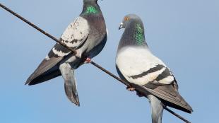 Two Rock Pigeons perched side by side on a wire in sunshine